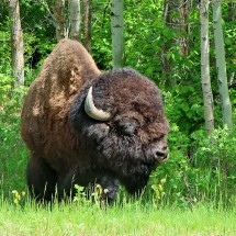 Plains Bison in Elk Island National Park